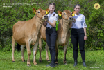 Zářijové TOPky Jerseyů a Brownů